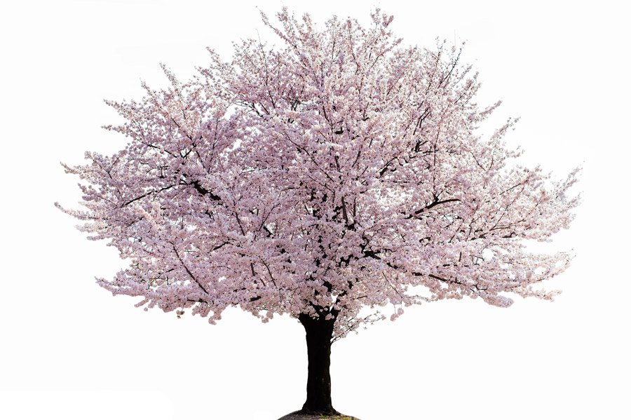 それぞれ咲き誇る桜の木